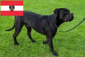 Read more about the article Criadores de Cane Corso Italiano e cachorros na Áustria