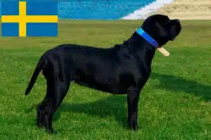 Read more about the article Criadores de Cane Corso Italiano e cachorros na Suécia