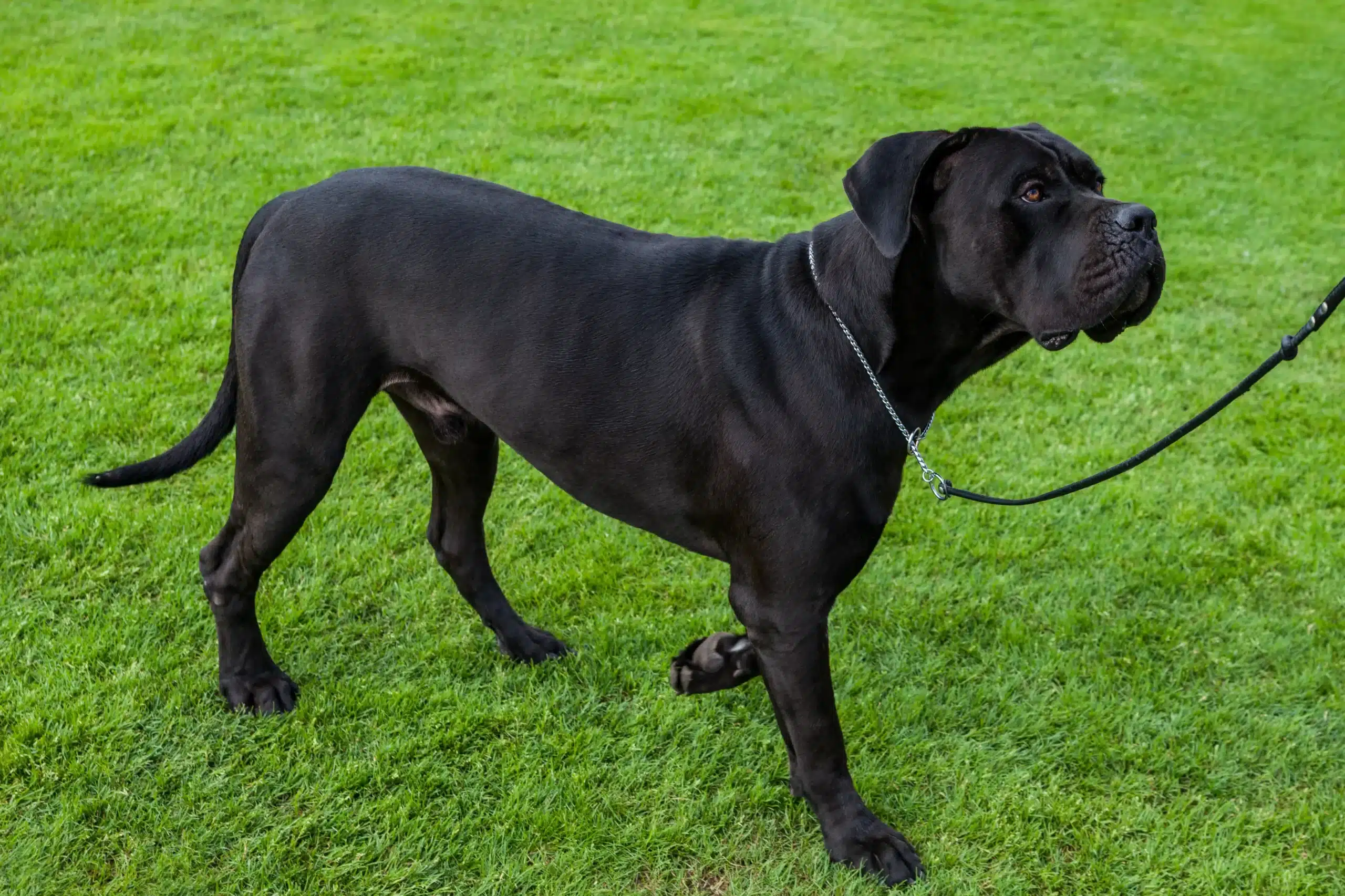 Read more about the article Criador de Cane Corso Italiano