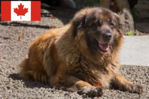 Read more about the article Cão Da Serra Da Estrela criadores e cachorros no Canadá