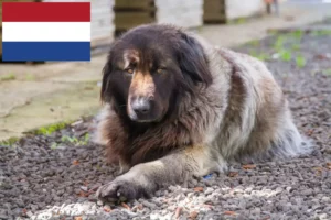 Read more about the article Cão Da Serra Da Estrela criadores e cachorros nos Países Baixos