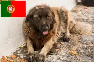 Read more about the article Cão Da Serra Da Estrela criadores e cachorros em Portugal