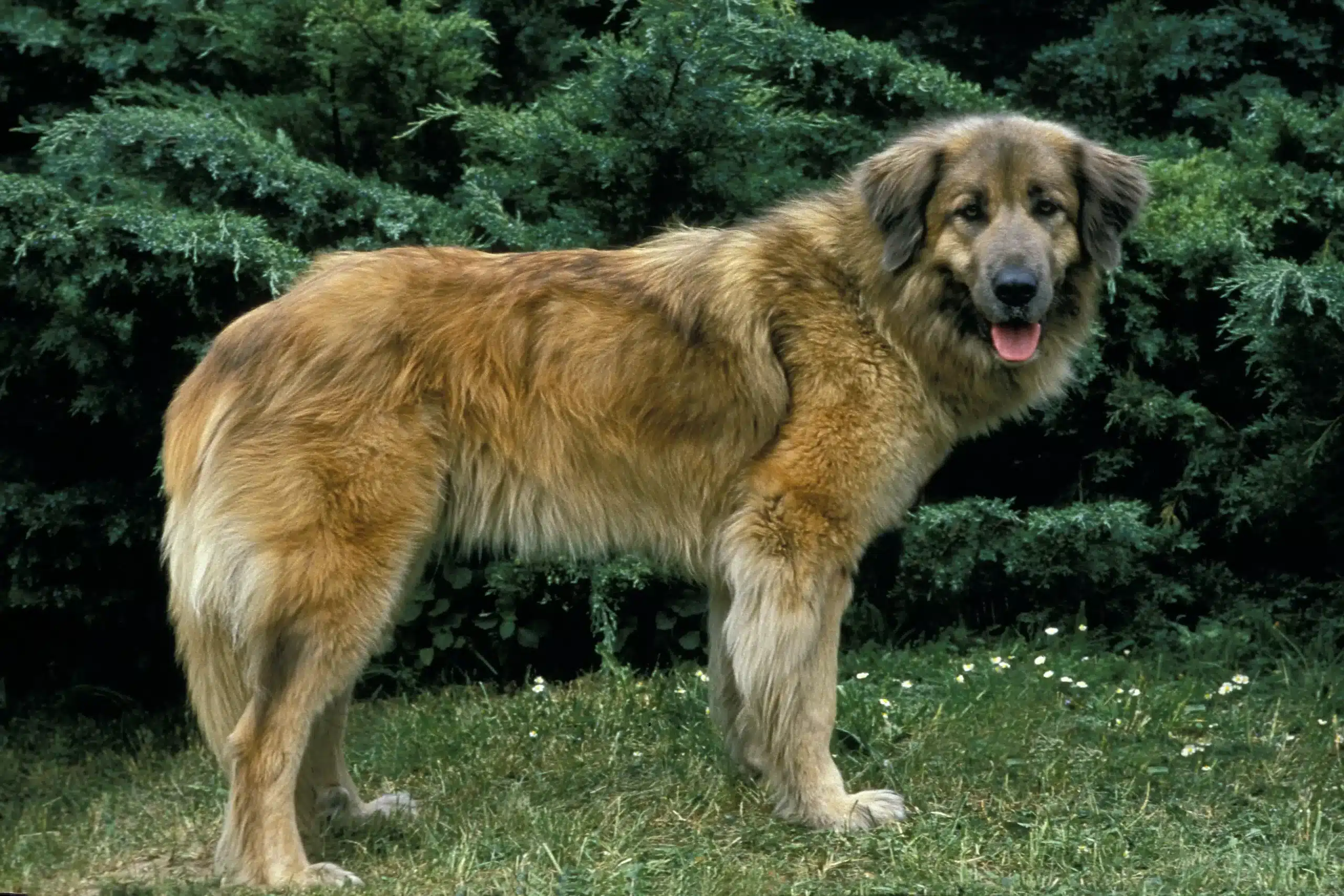 Read more about the article Cão Da Serra Da Estrela Criador