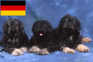 Read more about the article Cão da Serra de Aires criadores e cachorros na Alemanha