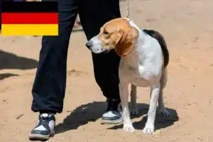Read more about the article Criador de cães das Terras Baixas da Suíça e cachorros na Alemanha
