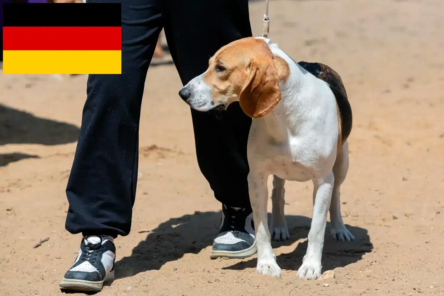 Read more about the article Criador de cães das Terras Baixas da Suíça e cachorros na Alemanha