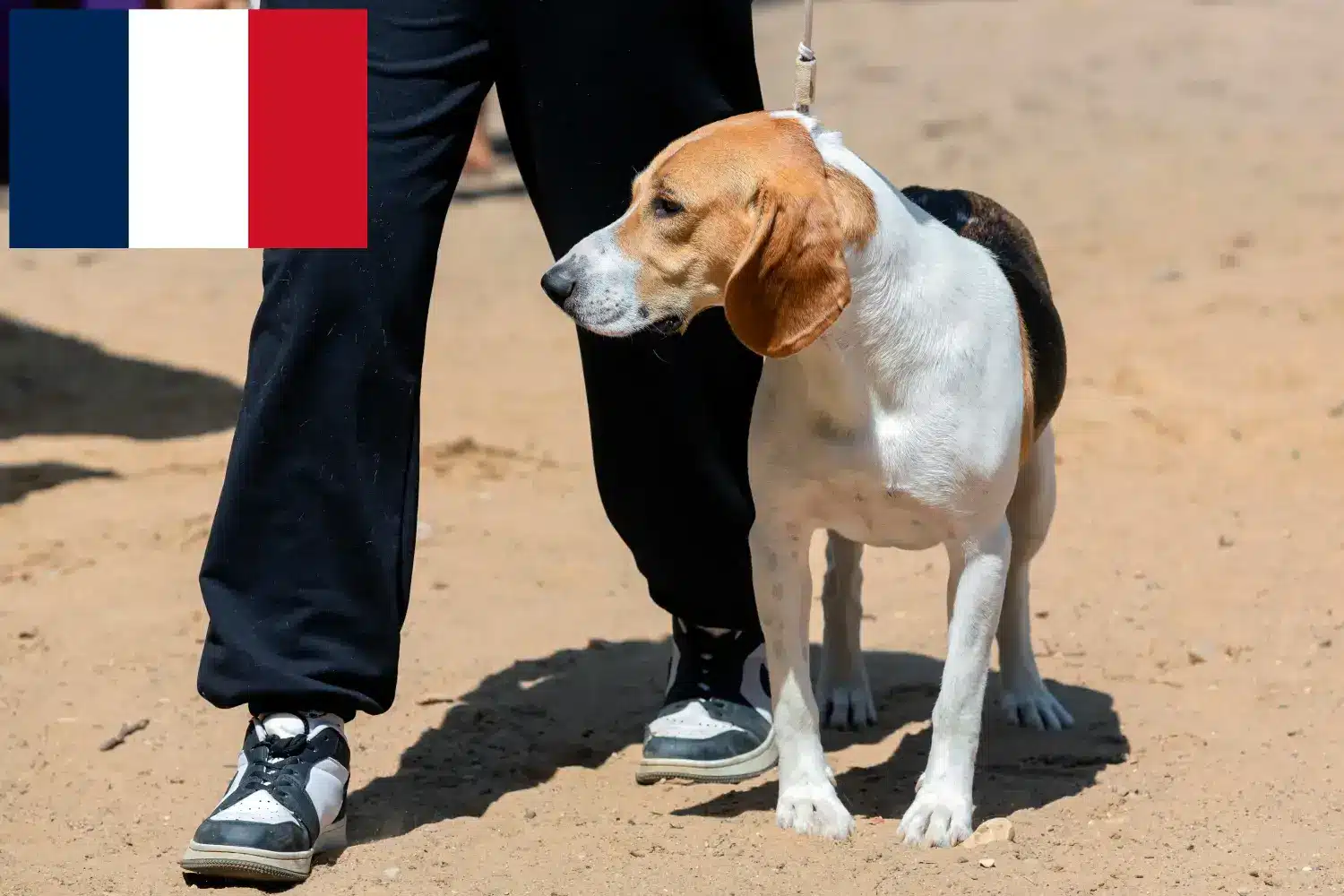 Read more about the article Criador de cães das planícies suíças e cachorros em França