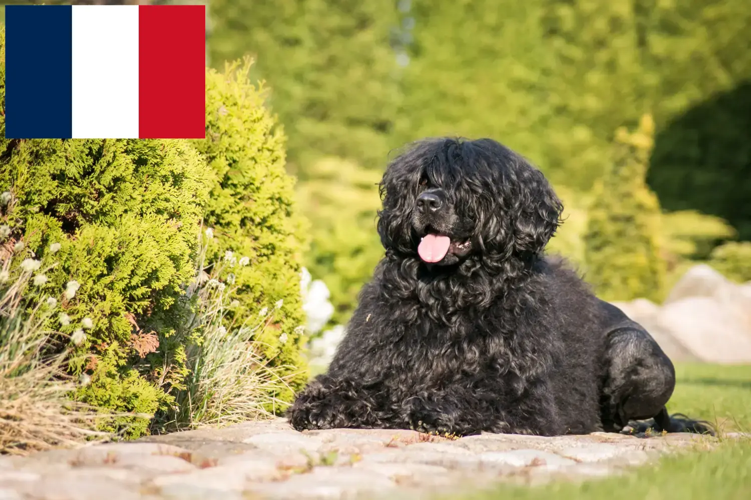 Cão de Agua português cachorros e criadores França Encontre aqui criadores de Cão de Agua português em França.