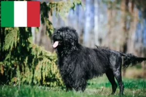 Read more about the article Cão de Agua português criadores e cachorros em Itália