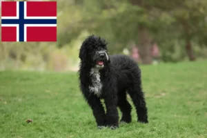 Read more about the article Cão de Agua português criadores e cachorros na Noruega