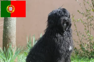 Read more about the article Cão de Agua português criadores e cachorros em Portugal