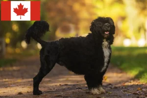 Read more about the article Cão de Agua português criadores e cachorros no Canadá