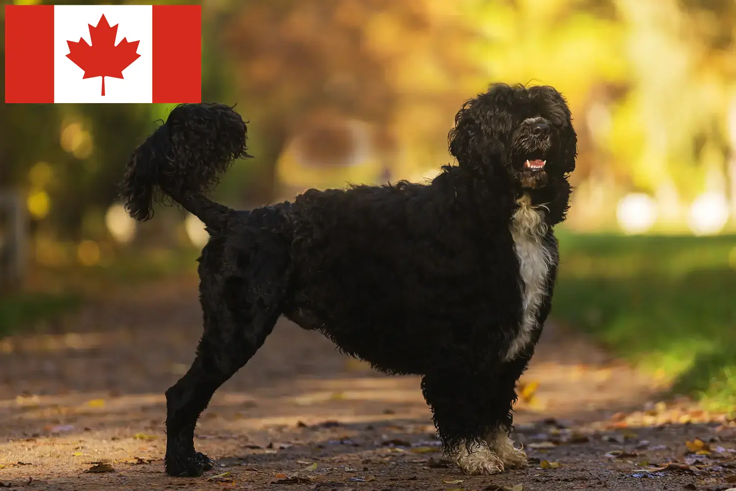 Read more about the article Cão de Agua português criadores e cachorros no Canadá