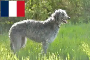Read more about the article Criadores de cervos e cachorros em França