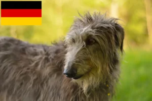 Read more about the article Criadores de cervos e cachorros na Alemanha