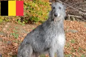 Read more about the article Criadores de Deerhound e cachorros na Bélgica