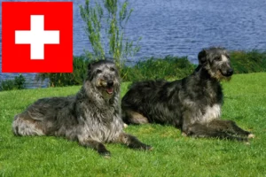 Read more about the article Criadores de cervos e cachorros na Suíça