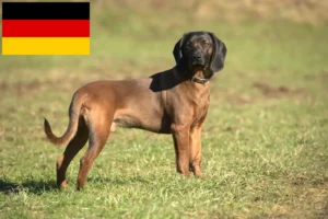 Read more about the article Criadores de Bavarian Mountain Hound e cachorros na Alemanha