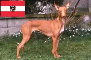 Read more about the article Criadores de Pharaoh Hound e cachorros na Áustria