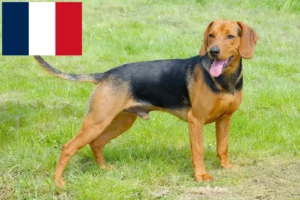 Read more about the article Criadores de cães de caça sérvios e cachorros em França