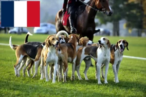 Read more about the article Criadores de cães de caça franceses e cachorros em França