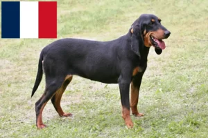 Read more about the article Criadores de cães de corrida suíços e cachorros em França