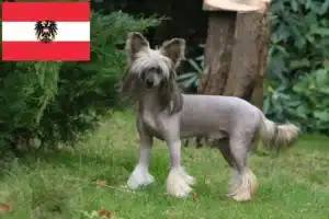 Read more about the article Criadores de cães de crista chinês e cachorros na Áustria