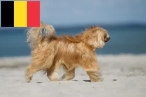 Read more about the article Criadores de cães de crista chinês e cachorros na Bélgica