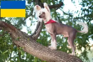 Read more about the article Criadores de cães de crista chinês e cachorros na Ucrânia