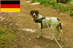 Read more about the article Criadores e cachorros de Old Danish Pointing Dog na Alemanha
