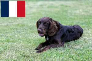 Read more about the article Criadores de cães de guarda alemães e cachorros em França
