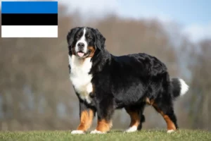 Read more about the article Criador de cães de montanha Bernese e cachorros na Estónia