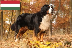 Read more about the article Criador de cães de montanha Bernese e cachorros na Hungria