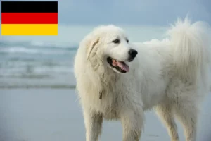 Read more about the article Criadores de cães de montanha dos Pirinéus e cachorros na Alemanha