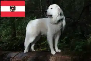 Read more about the article Criadores de cães de montanha dos Pirinéus e cachorros na Áustria