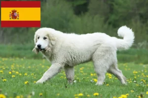 Read more about the article Criadores e cachorros de Cão de Montanha dos Pirinéus em Espanha