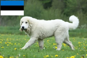 Read more about the article Criadores de cães de montanha dos Pirinéus e cachorros na Estónia