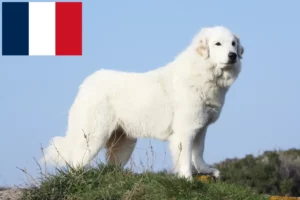 Read more about the article Criadores de cães de montanha dos Pirinéus e cachorros em França