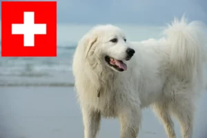 Read more about the article Criadores de cães de montanha dos Pirinéus e cachorros na Suíça