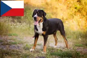 Read more about the article Criador de cães de montanha suíços e cachorros na República Checa