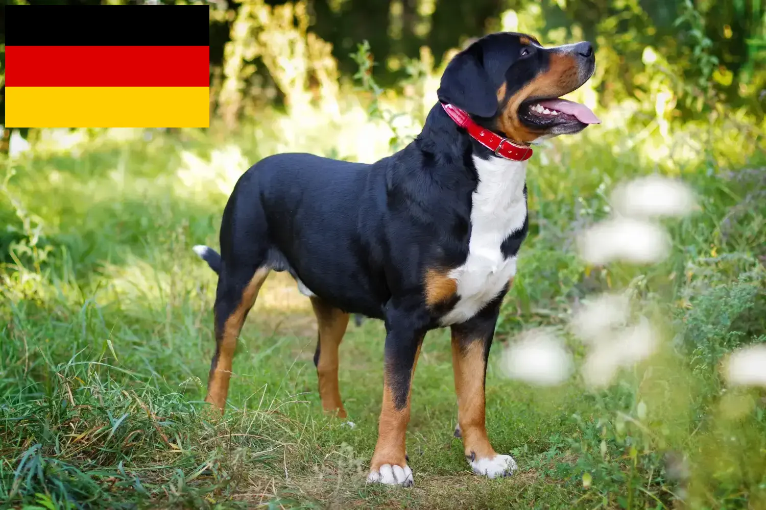 Cão de montanha suíço filhotes e criadores Alemanha Aqui pode encontrar criadores de cães da raça Great Swiss Mountain Dog na Alemanha.