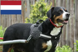 Read more about the article Criador de cães de montanha suíços e cachorros nos Países Baixos