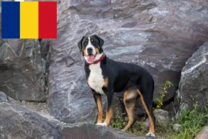 Read more about the article Criador de cães de montanha suíços e cachorros na Roménia