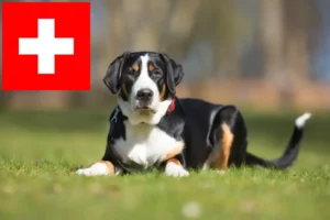 Read more about the article Cão de montanha suíço de grande porte criador e cachorros na Suíça