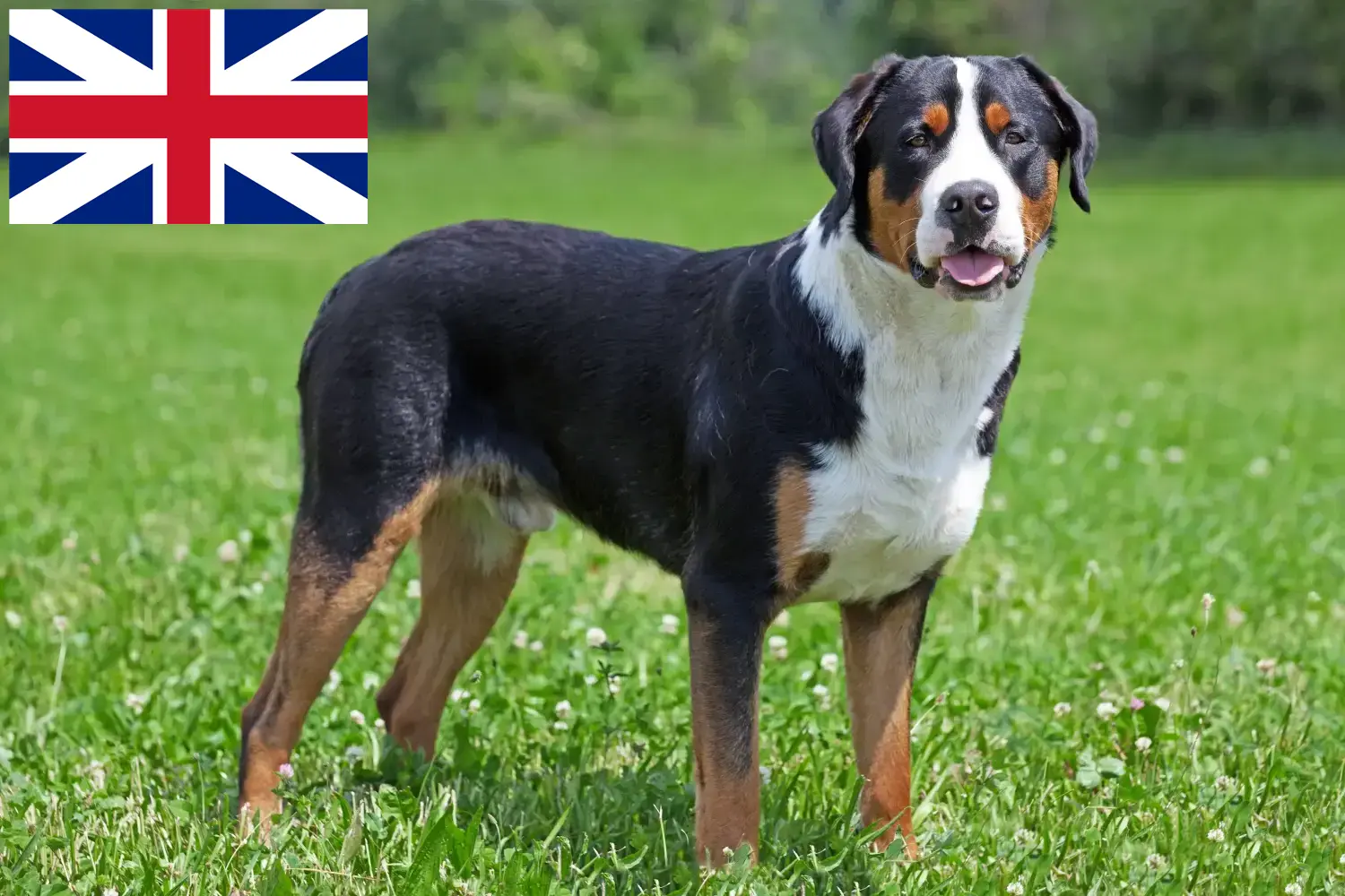 Cachorros e criadores de Cão de Montanha Suíço Grande Grã-Bretanha Aqui pode encontrar criadores de cães da raça Great Swiss Mountain Dog na Grã-Bretanha.