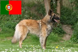 Read more about the article Criador de cães de pastor belga e cachorros em Portugal