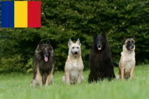 Read more about the article Criador de cães de pastor belga e cachorros na Roménia