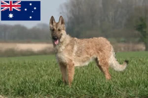 Read more about the article Criador de cães de pastor belga e cachorros na Austrália