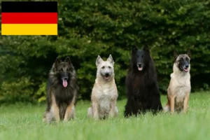 Read more about the article Criador de cães de pastor belga e cachorros na Alemanha