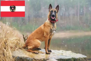 Read more about the article Criador de cães de pastor belga e cachorros na Áustria